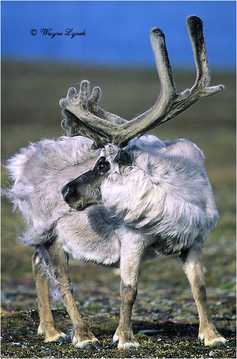 Molting Svalbard Reindeer Bull 101 by Dr. Wayne Lynch &copy;